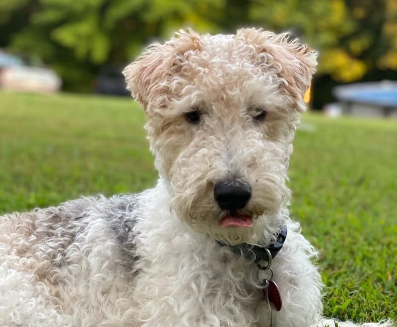 Dental Services Image